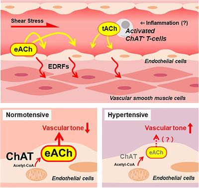 Non-neuronal cell-derived acetylcholine, a key modulator of the vascular endothelial function in health and disease